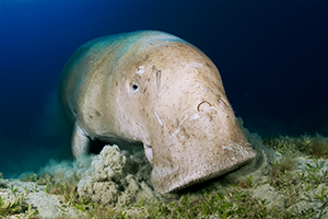 Dugong dugon